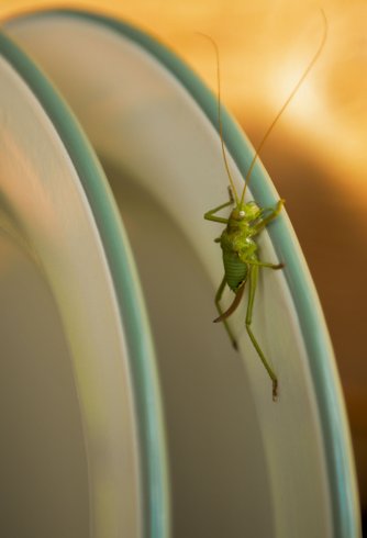 Hébergement AbracadaRoom : Yourte avec piscine partagée, vue panoramique - Image 11