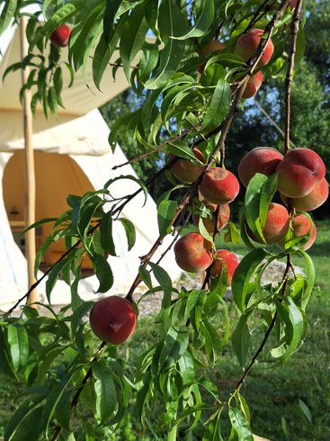 Hébergement AbracadaRoom : TIPIS nature, coucher de soleil et petit-déjeuner - Image 18
