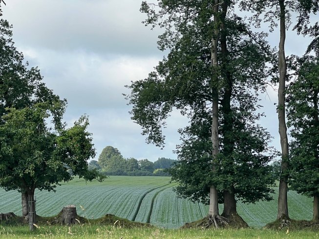 Domaine AbracadaRoom : Le Vert d'Orezza - Image 34