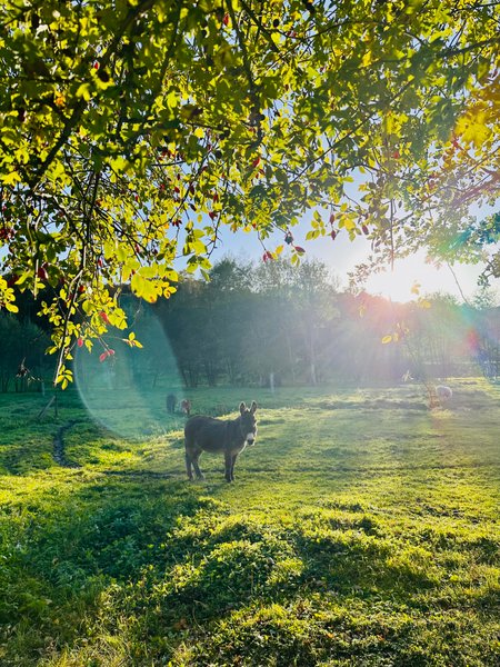 Domaine AbracadaRoom : Au Vieux Moulin - Image 2