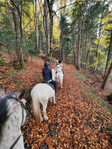 Domaine AbracadaRoom : Moose Tiny House Ambur - Image 28