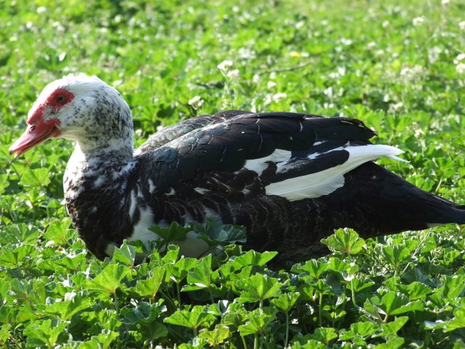 Domaine AbracadaRoom : Nid'Oiselet - Image 16