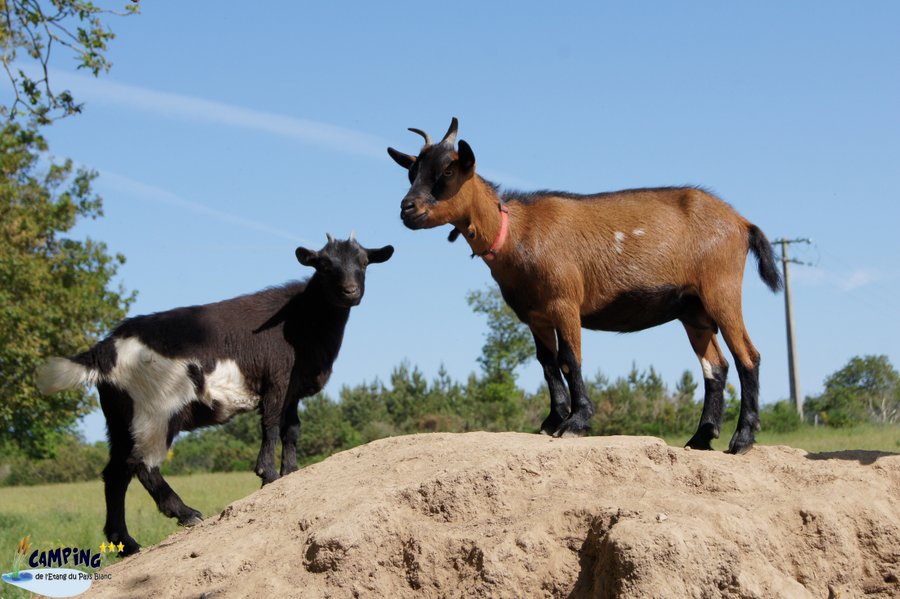 Domaine AbracadaRoom : Camping de l’Étang du Pays Blanc - Image 15