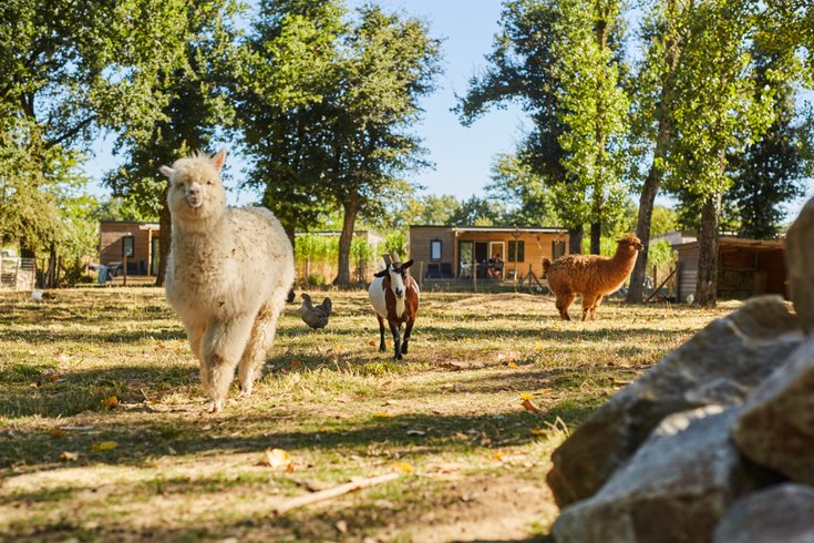 Domaine AbracadaRoom : Camping du Lac de la Chausseliere**** - Image 7