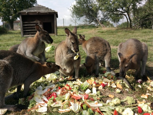 Hébergement AbracadaRoom : Tipi des wallabies n°1 - Image 10