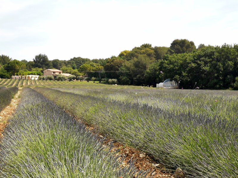 Domaine AbracadaRoom : Bulle du Lavandin - Image 2