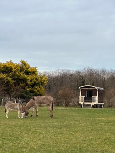 Domaine AbracadaRoom : Les roulottes des amis de Wonky - Image 6