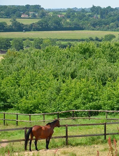 Domaine AbracadaRoom : Domaine des Essarts - Image 8