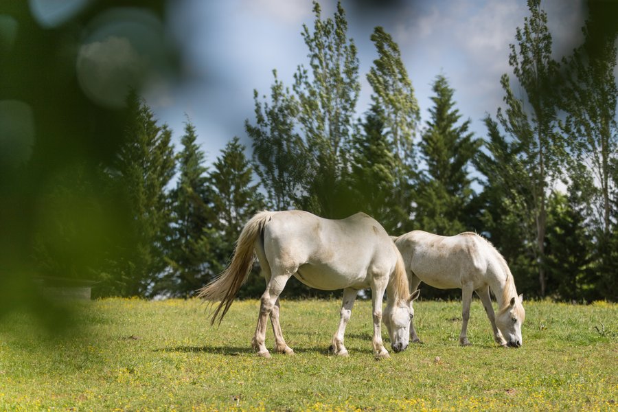 Hébergement AbracadaRoom : Lodge Samana - Image 31