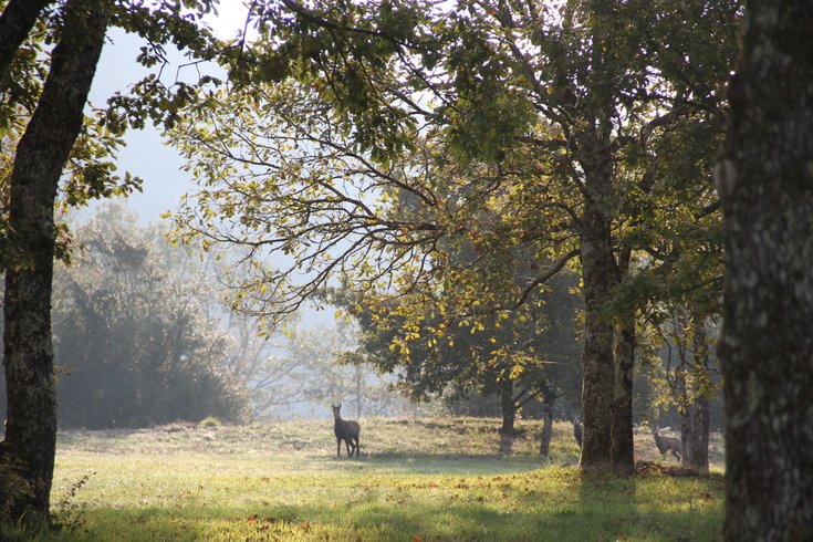 Domaine AbracadaRoom : Cabanes de Serrières - Image 8