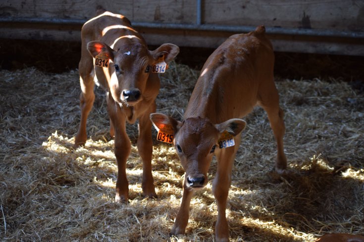 Domaine AbracadaRoom : Un Lit Au Pré -  La ferme de Penquelen - Image 9