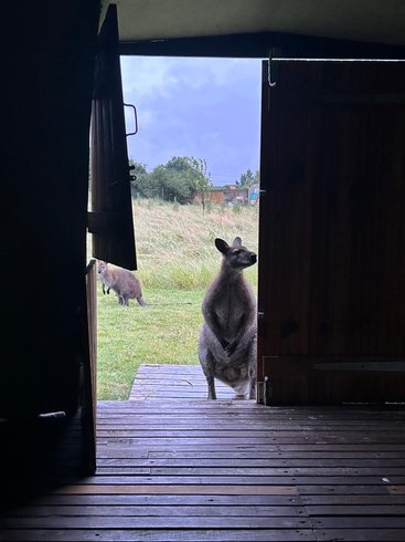 Domaine AbracadaRoom : Wallaby de Benett'on - Image 11