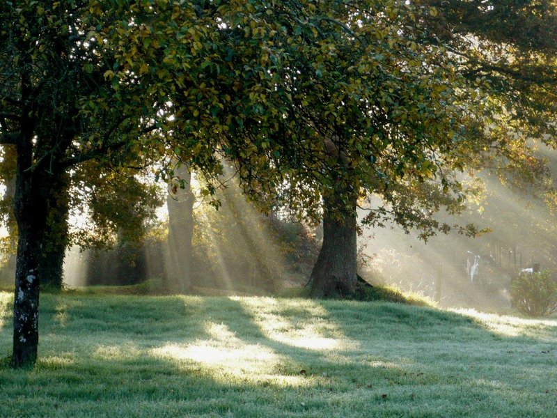 Hébergement AbracadaRoom : Cabane des Farfadets - Image 7