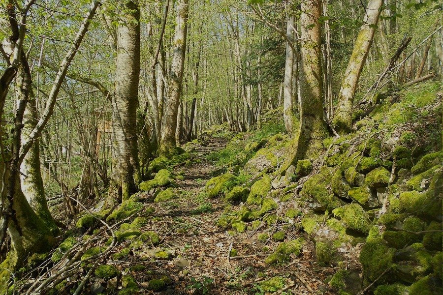 Domaine AbracadaRoom : Les Cabanes du Goutty - Image 6