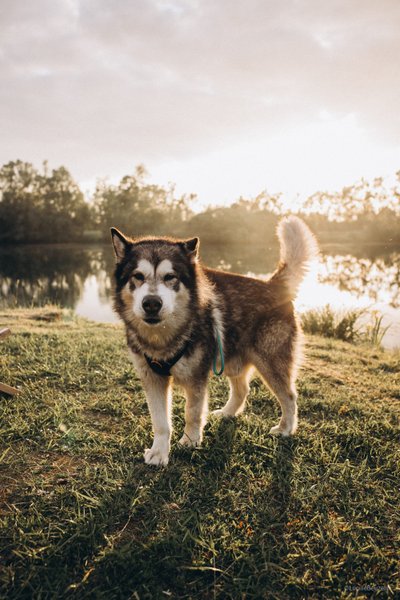 Domaine AbracadaRoom : Homnest (Villeneuve) - Image 36