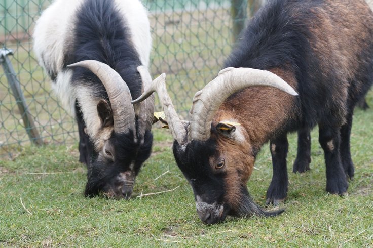 Domaine AbracadaRoom : Ferme du Moulin de Bois - Image 13