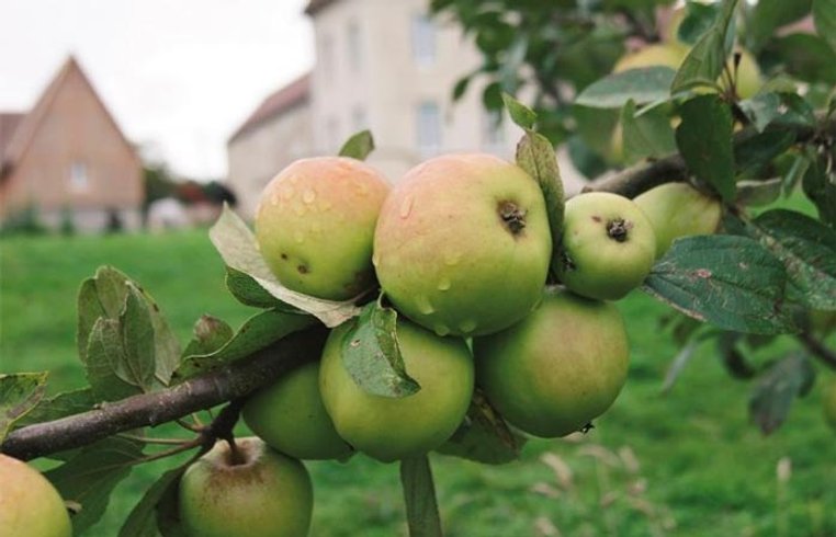 Domaine AbracadaRoom : Domaine des Essarts - Image 7