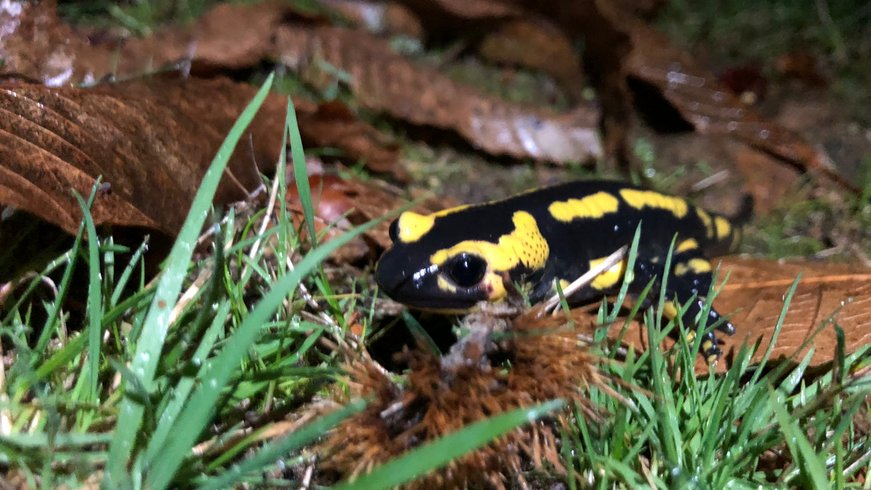 Domaine AbracadaRoom : La Ferme de la Goursaline - Image 6