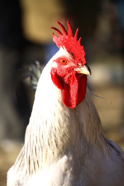 Domaine AbracadaRoom : Nid'Oiselet - Image 9