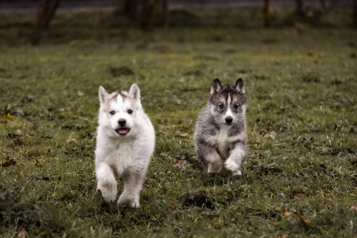 Le Ranch Normand à Les Cresnays (18)