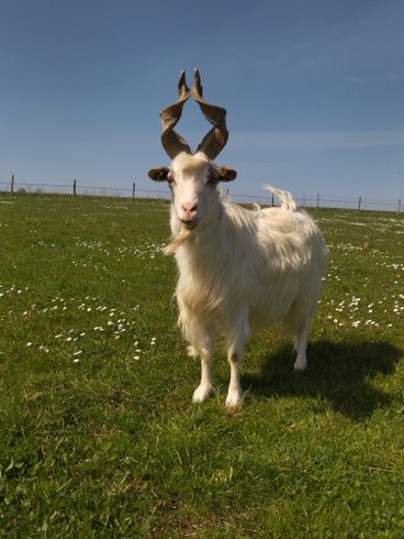 Domaine AbracadaRoom : Les Chemins d'Ambre & Thaïs - Image 8