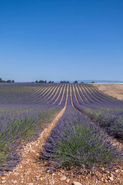Domaine AbracadaRoom : Lavan'dôme - Image 10