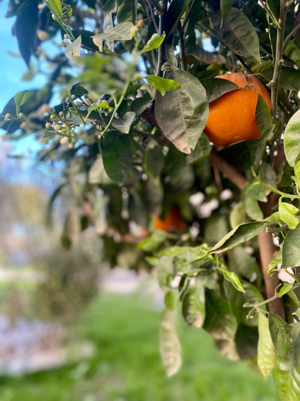 L'Orangerie du Château, Gîte 5* & Spa à Pezenas (3)