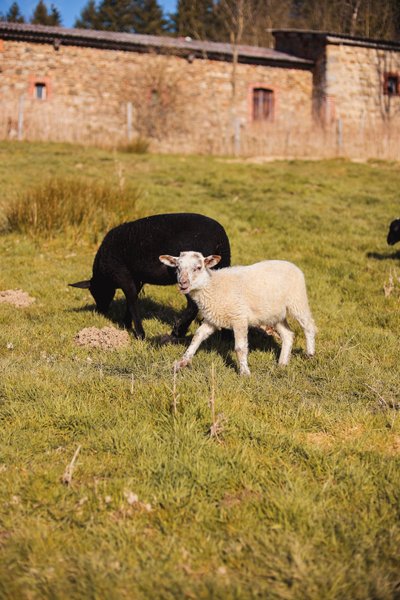 Domaine AbracadaRoom : Parcel Tiny House - à 1h de Lyon - Image 2