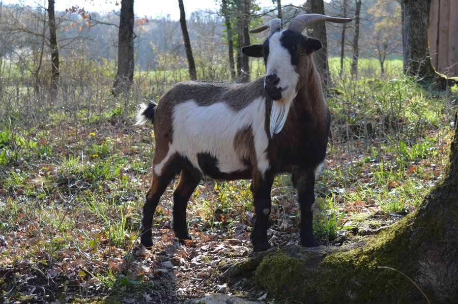 Domaine AbracadaRoom : Le Domaine des Crouquets - Image 14