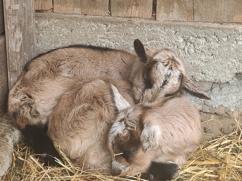 Domaine AbracadaRoom : Domaine de la Vergnolle - Image 3