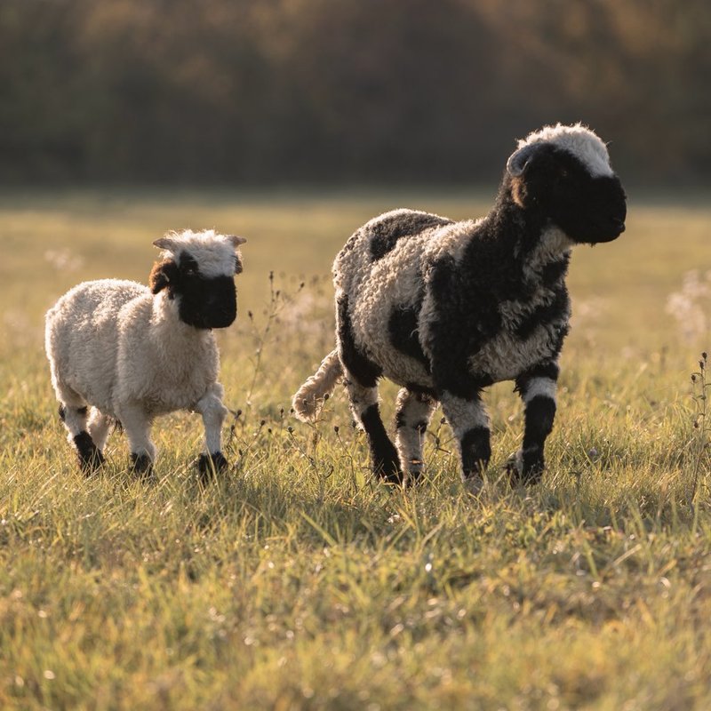 LA ROULOTTE DU RANCH, Bain Nordique, Sauna et Animaux à Blamont (18)