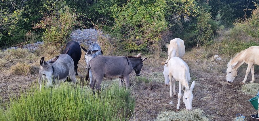 Le Dôme étoilé & Spa : Dôme en Provence-Alpes-Côte d'Azur