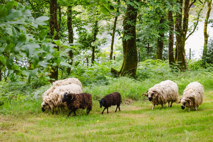 Domaine AbracadaRoom : KOADOU - Image 1