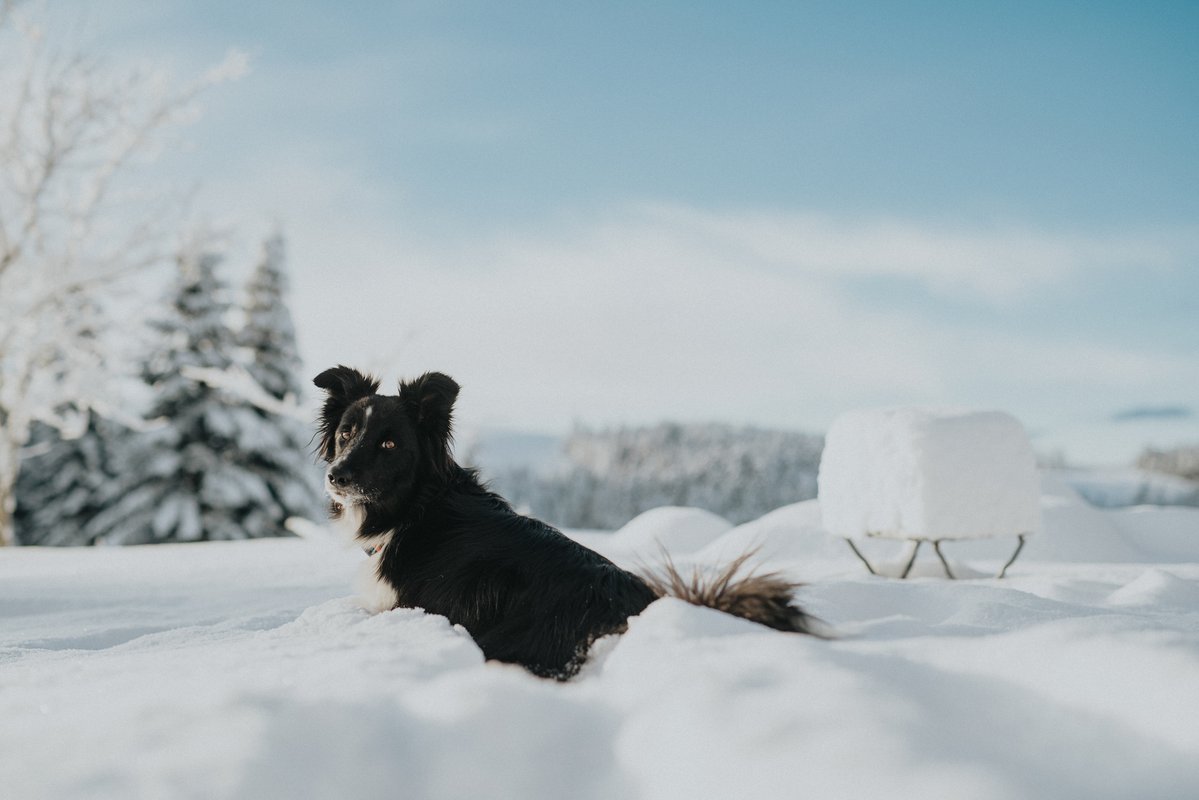 Homnest - L'Instant Sauvage - Vue Cimes & Forêt à Riotord (54)