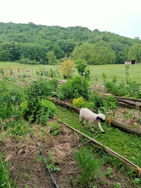 Domaine AbracadaRoom : Centre Agro Environnemental de Brassacou - Image 18