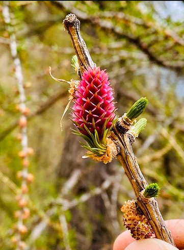 Domaine AbracadaRoom : Les 3 Flocons - Image 13
