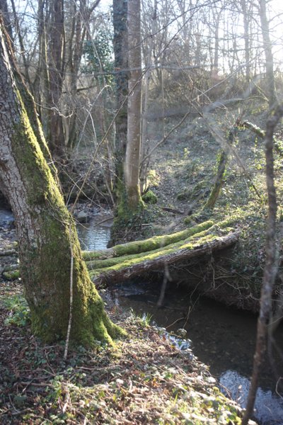 Domaine AbracadaRoom : Les cabanes, autour du tilleul - Image 5