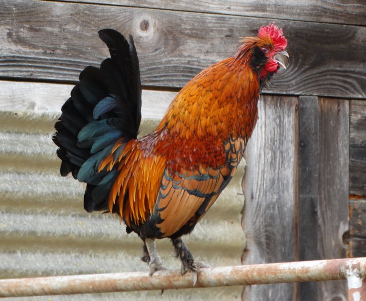 Hébergement AbracadaRoom : La Bulle des Alpagas - Image 15