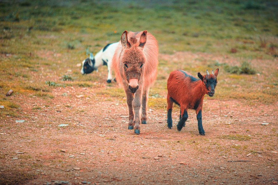 Domaine AbracadaRoom : Le Domaine de Vitarelle - Image 4