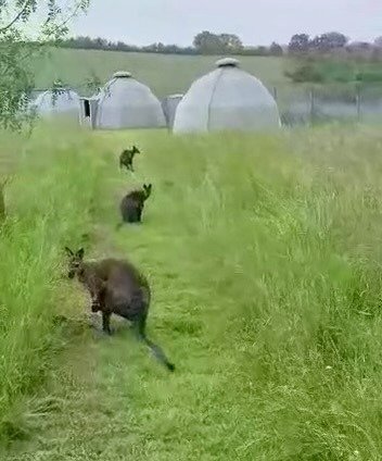 Hébergement AbracadaRoom : Hutte au milieu des wallabies - Image 2