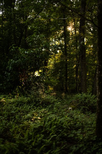 Domaine AbracadaRoom : Le Nid d'Andrésis - Image 2