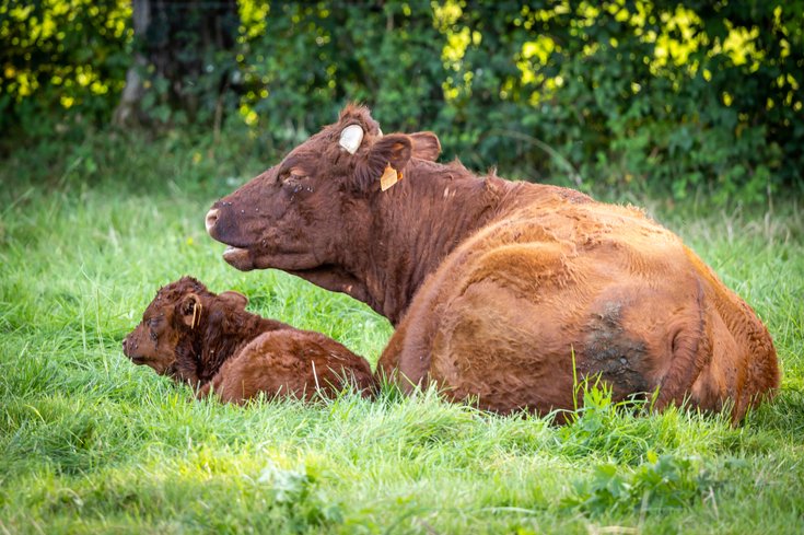 Domaine AbracadaRoom : Un Lit au Pré - L’étable des Mauges en Anjou - Image 4