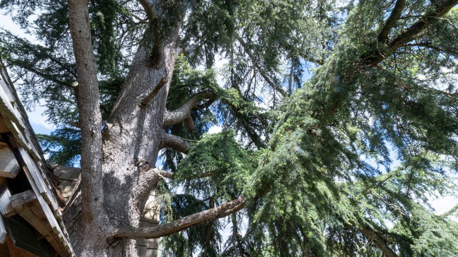 Hébergement AbracadaRoom : Cabane au Cédre du Bonheur - Image 16