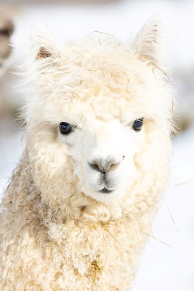 Hébergement AbracadaRoom : Dôme au milieu des Alpagas - Image 26