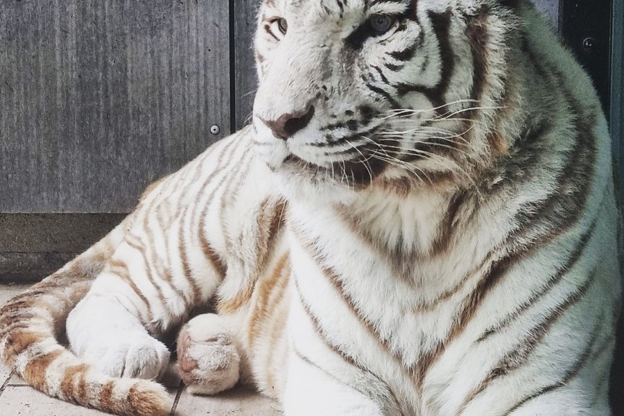 Lodge Tigre blanc & Spa & Dîner - Accès au zoo — photo 2