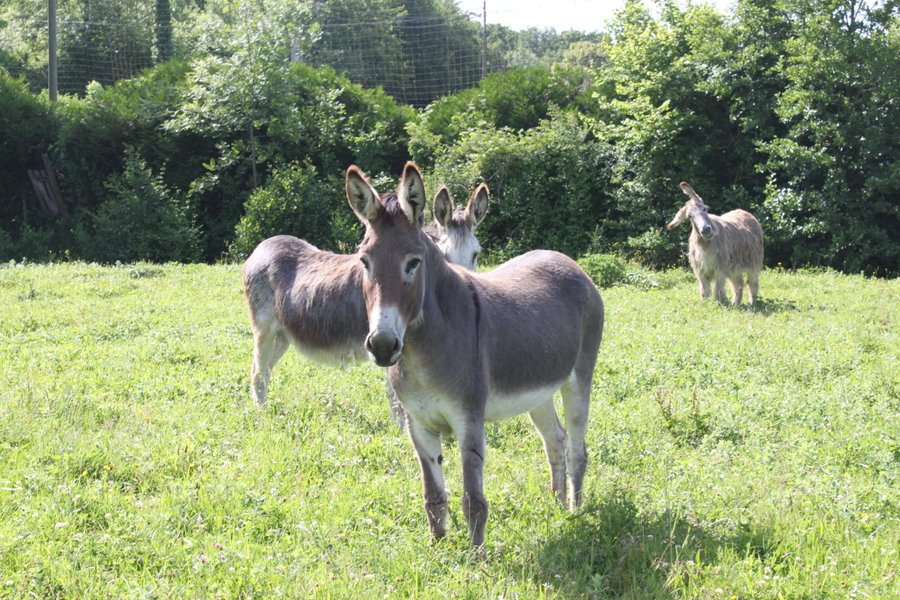 Domaine AbracadaRoom : Domaine de Suzel - Image 5