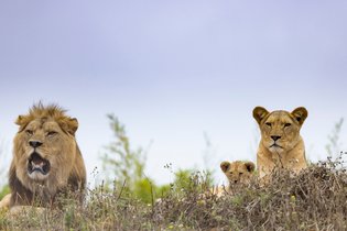Cabane Maine-et-Loire