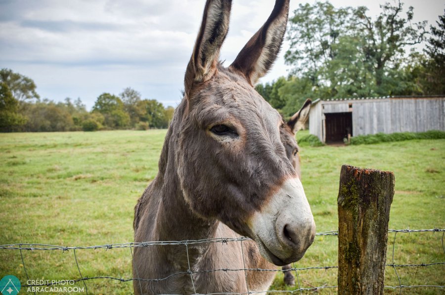Domaine AbracadaRoom : Village Toue des Demoiselles - Image 26