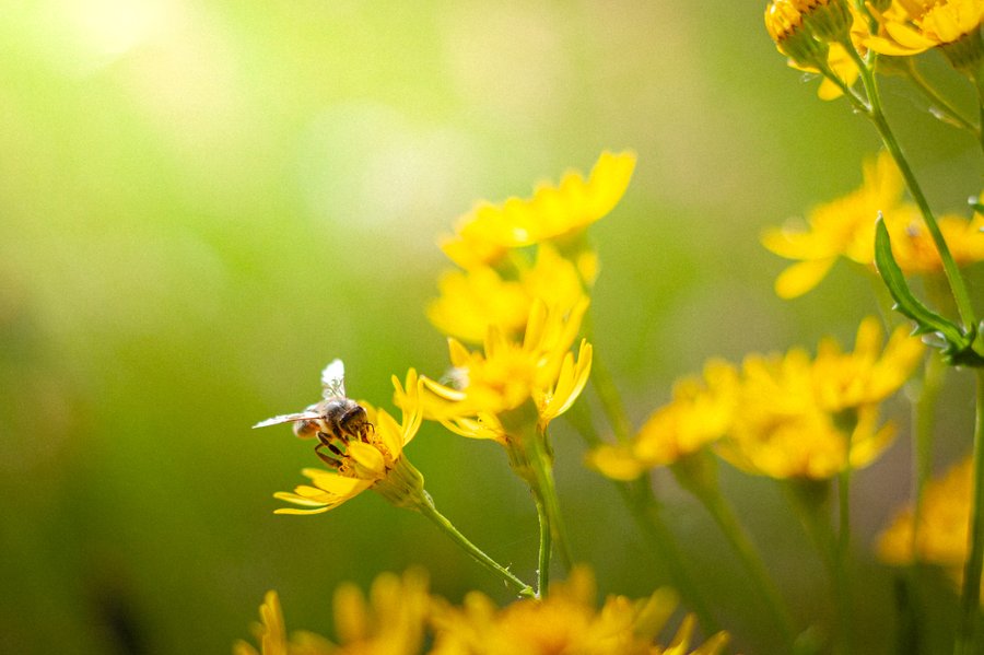 Domaine AbracadaRoom : Pépiite Périgord Vert - Image 30