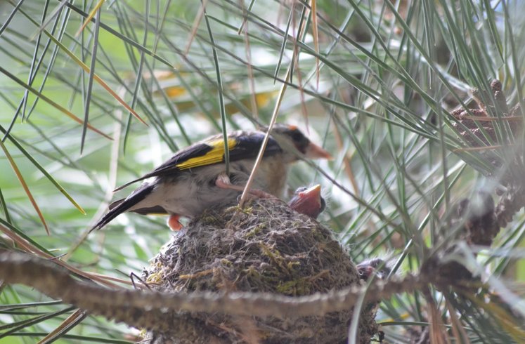 Domaine AbracadaRoom : Les Maîtres du Ciel - Image 2